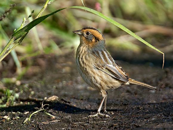 Ammospiza nelsoni  NELSON'S SPARROW 9004891z