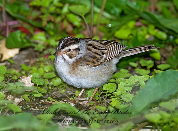 Spizella pallida  CLAY-COLORED SPARROW 6005353z