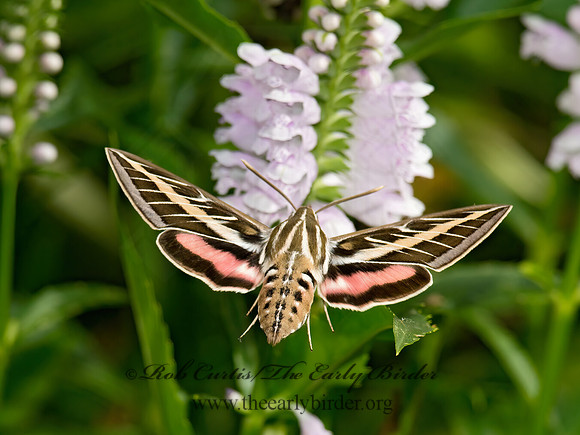 Hyles lineata  WHITE-LINED SPHINX 9014159 z