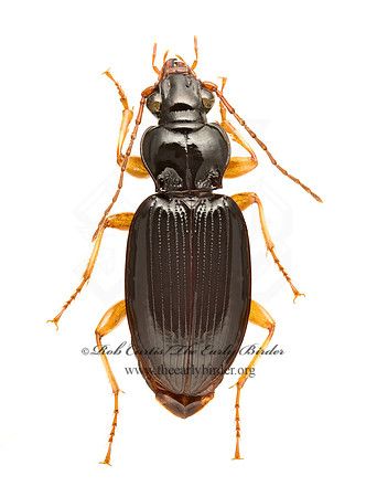 Patrobus longicornis 9020526z