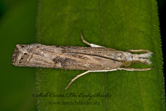 Parapediasia teterrellus   BLUEGRASS WEBWORM MOTH 6007326z