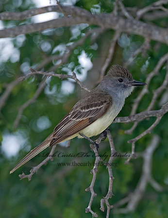 Myiarchus tyrannulus  BROWN-CRESTED FLYCATCHER 7006198z