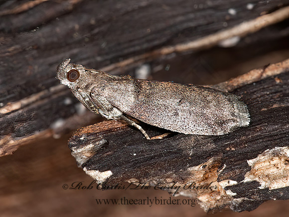 Acrobasis  PHYCITINI PYRALID MOTH 8032952z