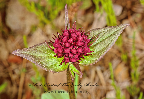 Valeriana capitata 241430z
