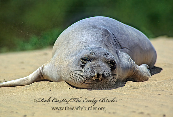 Mirounga angustirostris  NORTHERN ELEPHANT SEAL 111032z