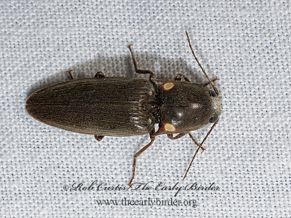 Deilelater physoderus  GLOWING CLICK BEETLE 3039267z