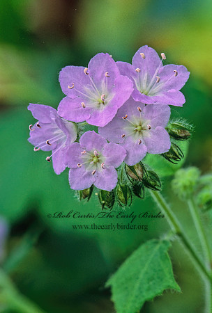 Hydrophyllum appendiculatum  APPENDAGED WATERLEAF 266030z
