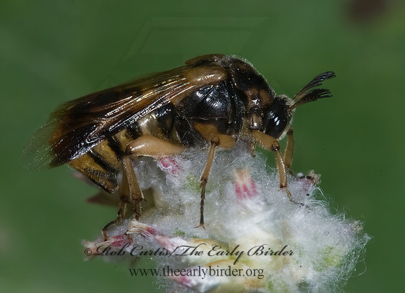 Ripiphorus rex 7005977 Ripiphorus rexz