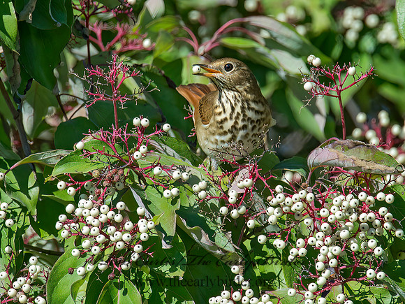 Catharus guttatus  HERMIT THRUSH 9015065z