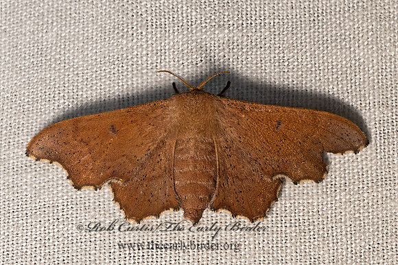 Lacosoma chiridota  SCALLOPED SAC-BEARER 3028597z
