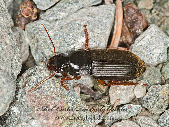 Harpalus rufipes  STRAWBERRY SEED BEETLE 9034013z