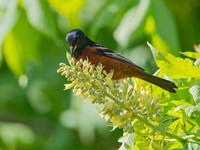 Icterus spurius ORCHARD ORIOLE 9044634z