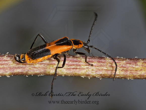 Chauliognathus basalis  COLORADO SOLDIER BEETLE 3023301z