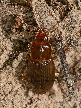Trichotichnus autumnalis HARPALINI GROUND BEETLE 9080628z