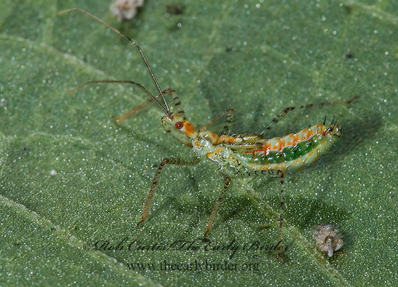 Zelus renardii 6026335z