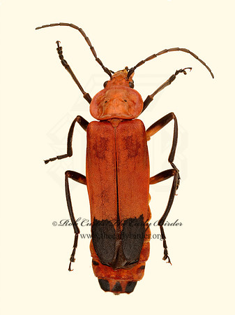 Chauliognathus lecontei 9020848z