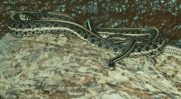Thamnophis proximus   WESTERN RIBBON SNAKE  4002081z