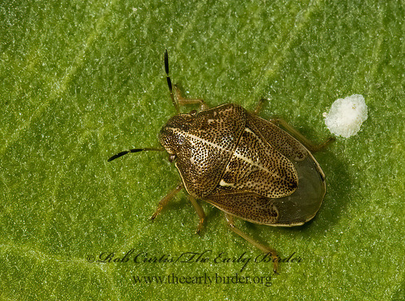 Neottiglossa undata  AELIINI STINKBUG 5015007z