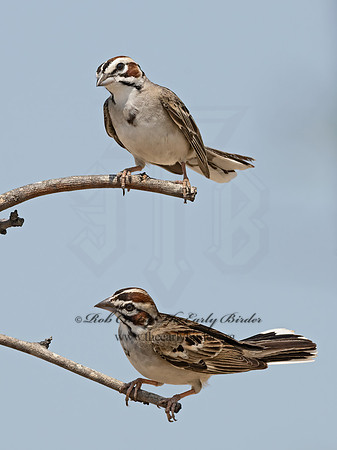 Chondestes grammacus  LARK SPARROW 3034636z