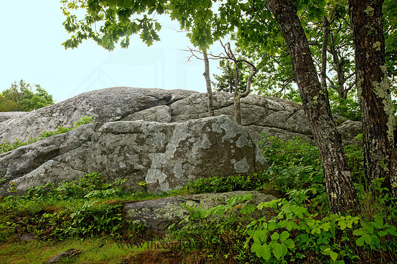 LICHENY ROCK 9031541z