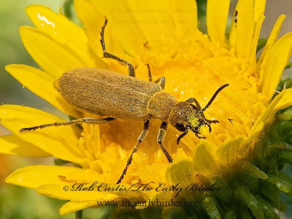 Epicauta ferruginea  BROWN BLISTER BEETLE 3023406z