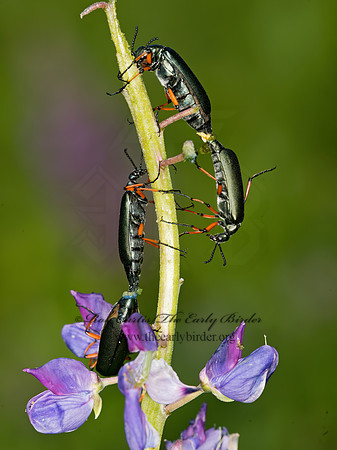 Lytta sayi  GREEN BLISTER BEETLE 9032744z