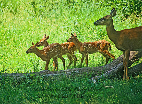 Odocoileus virginianus  WHITE-TAILED DEER 96314z