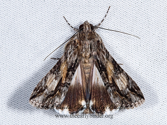 Melipotis jucunda  MERRY MELIPOTIS MOTH  7008633z