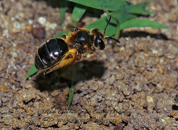 Andrena 175020z