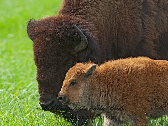 Bison bison  BISON 8023955z