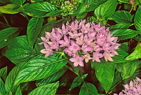Pentas lanceolata  EGYPTIAN STARCLUSTER 261634z