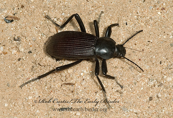 Eleodes obscurus 5005395z