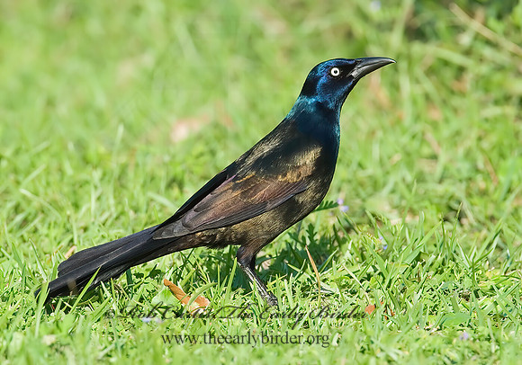 Quiscalus quiscula  COMMON GRACKLE 7002246z