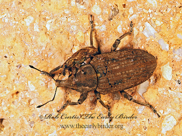 Listronotus 200831 z