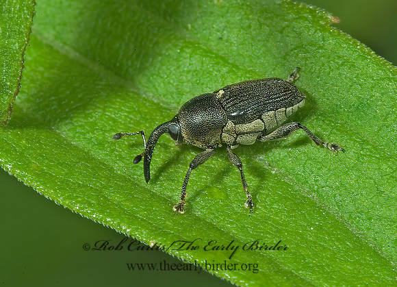 Odontocorynus umbellae or salebrosus 4003443z