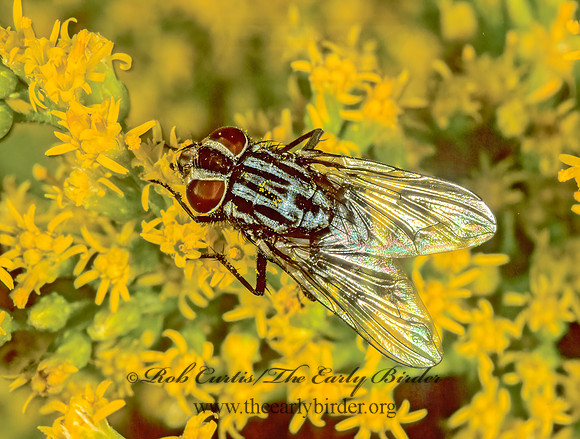 Graphomya  MUSCID FLY 1276418z