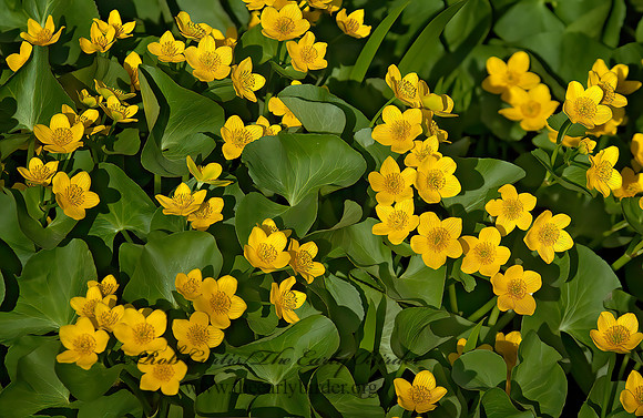 Caltha palustris  MARSH MARIGOLD 3000752z