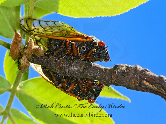 Magicicada cassinii  CASSIN'S PERIODICAL CICADA 3021420z