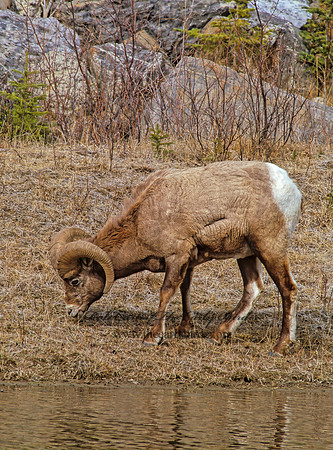 Ovis canadensis  BIGHORN SHEEP 223024z