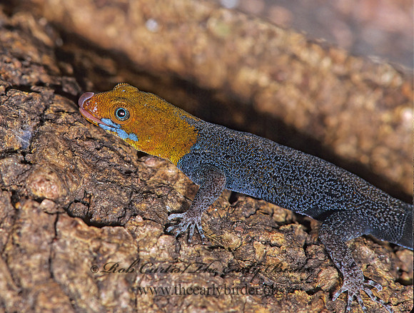 Gonatodes fuscus  YELLOW-HEADED GECKO 197530z