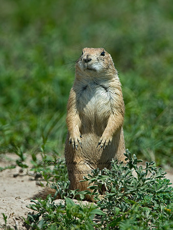 Cynomys ludovicianus  BLACK-TAILED PRAIRIE DOG 9061579z