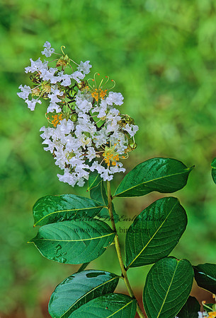 Lagerstroemia indica  CRAPE MYRTLE 263209z