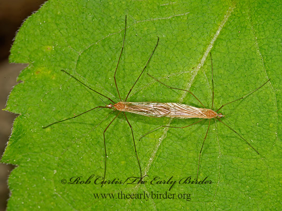 Dicranoptycha sp~  CRANE FLY 9031728z