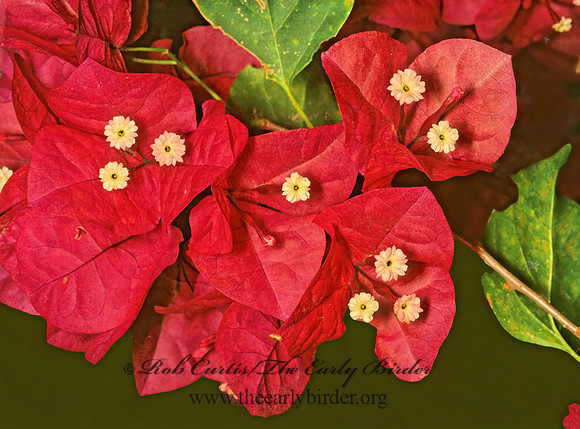 Bougainvillea 90502z
