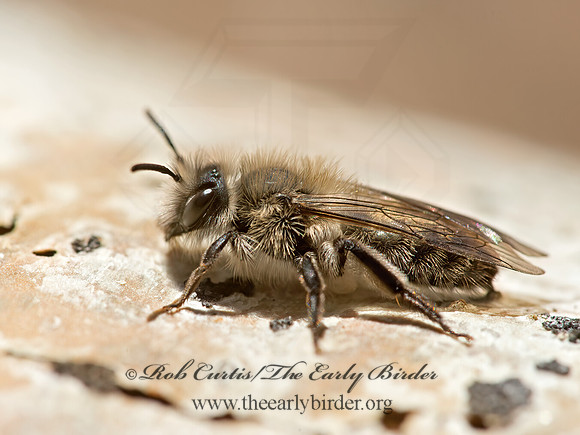 Andrena  MINING BEE 9054520z