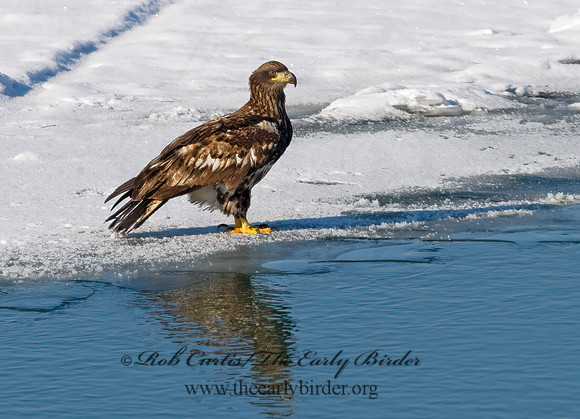 Haliaeetus leucocephalus  BALD EAGLE 8010044z