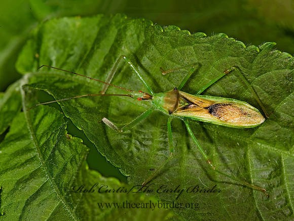 Zelus luridus 8014549z