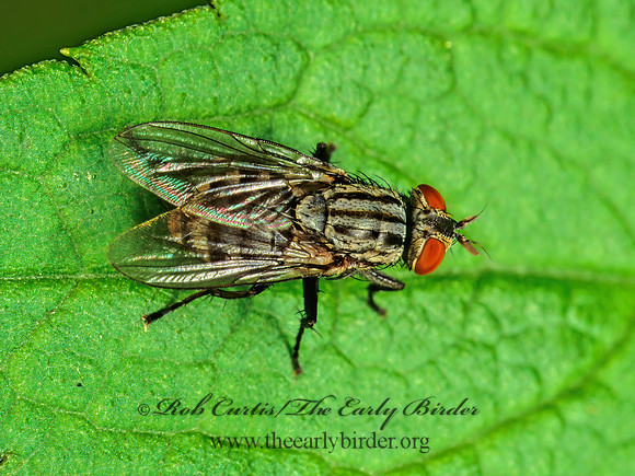 Sarcophaga  FLESH FLY 170129z