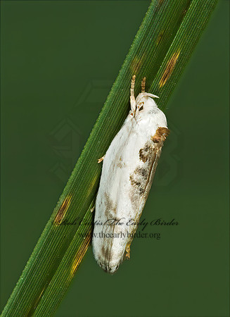 Antaeotricha schlaegeri SCHLAEGER'S FRUITWORM MOTH  5012871z