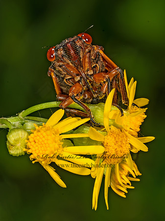 Magicicada cassinii CASSINI'S 17-YEAR CICADA 3043627z